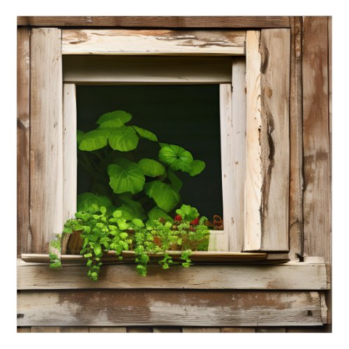 Pretty Plants in Rustic Window with Weathered Wood Acrylic Print