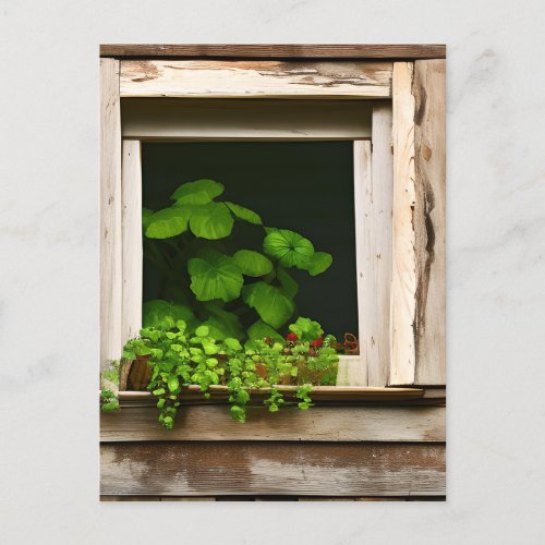 Pretty Plants in Rustic Window with Weathered Wood Postcard