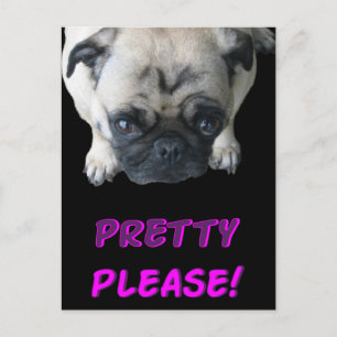 Pretty Please Pug Postcard