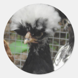 Pretty Polish Chicken Photo Classic Round Sticker