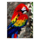 Pretty Polly Parrot (Front)