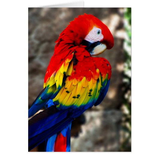 Pretty Polly Parrot Cards (Front)
