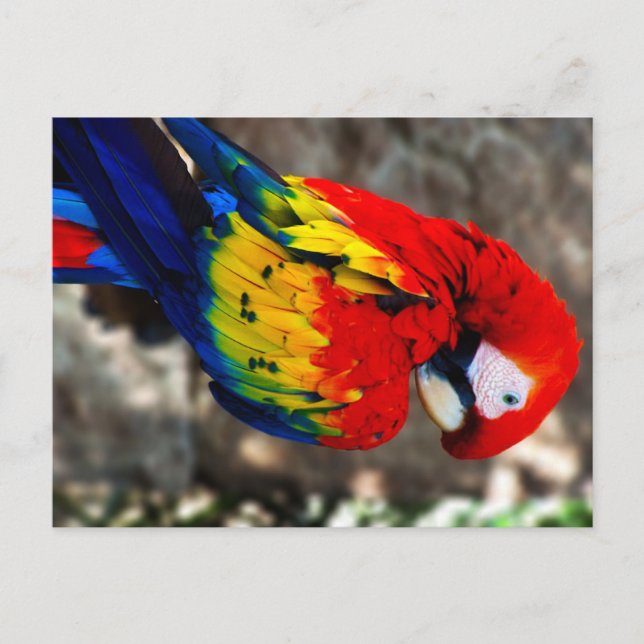Pretty Polly Parrot Postcard (Front)