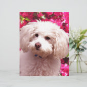 Pretty Poodle (Standing Front)
