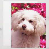 Pretty Poodle (Front/Back)