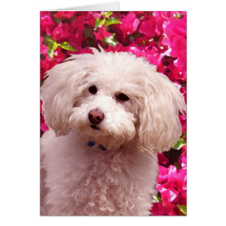 Pretty Poodle Cards