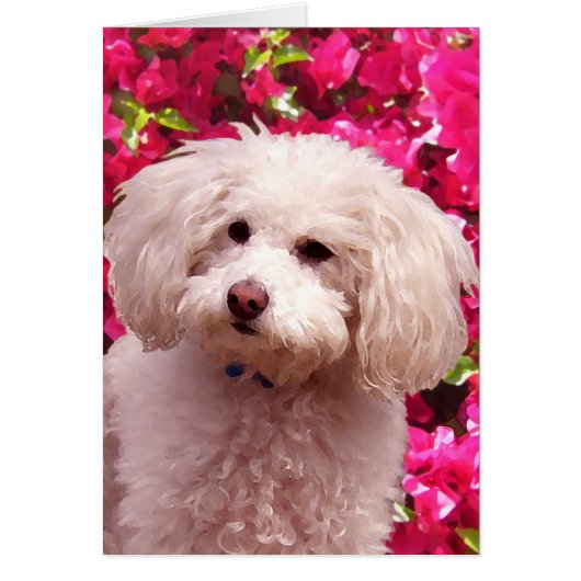 Pretty Poodle Cards (Front)