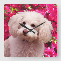 Pretty Poodle
