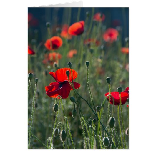 Pretty Poppies in Wild Meadow Photo (Front)