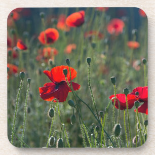 Pretty Poppies in Wild Meadow Photo Beverage Coaster