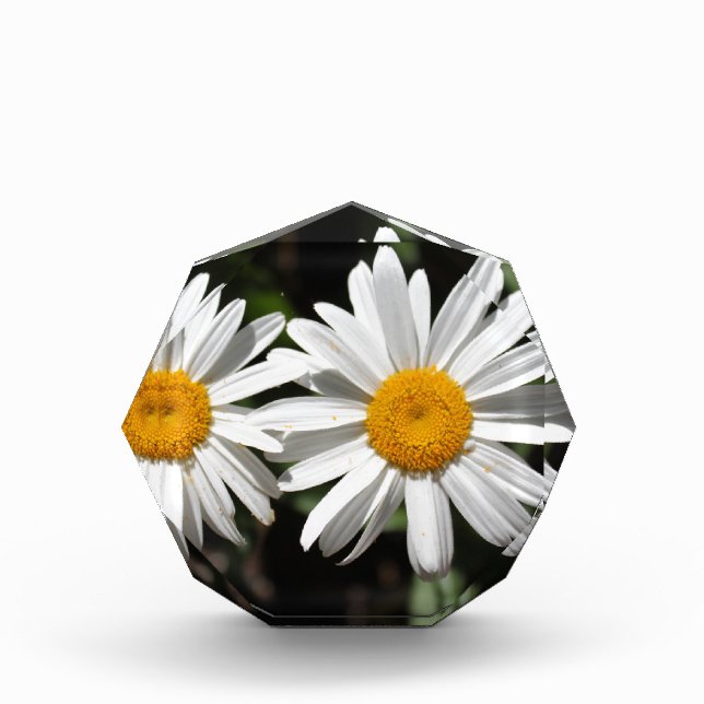 Pretty pure white daisy flowers award (Front)