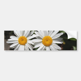 Pretty pure white daisy flowers bumper sticker