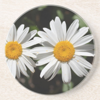 Pretty pure white daisy flowers drink coaster