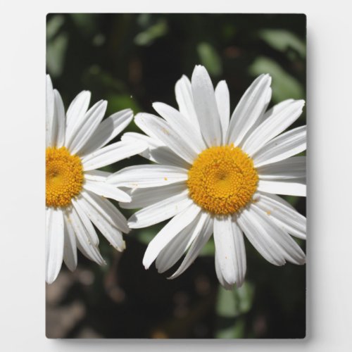 Pretty pure white daisy flowers plaque