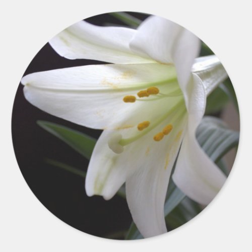 Pretty pure white Easter lily flower in black Classic Round Sticker