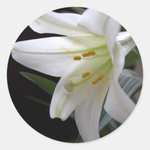 Pretty, pure white Easter lily flower in black Classic Round Sticker