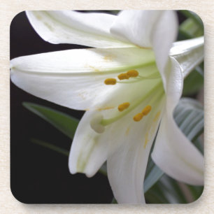 Pretty, pure white Easter lily flower in black Coaster