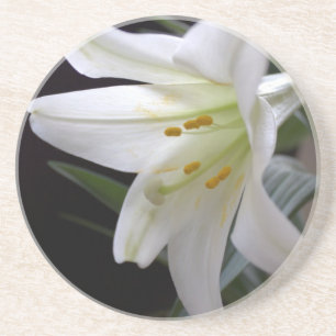 Pretty, pure white Easter lily flower in black Coaster