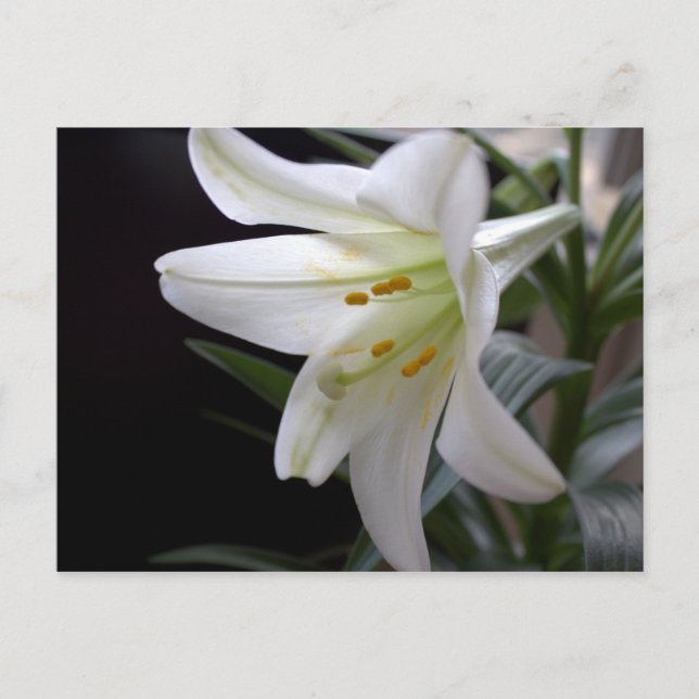 Pretty, pure white Easter lily flower in black Holiday Postcard (Front)