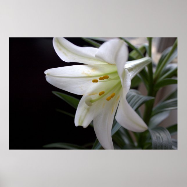 Pretty, pure white Easter lily flower in black Poster (Front)