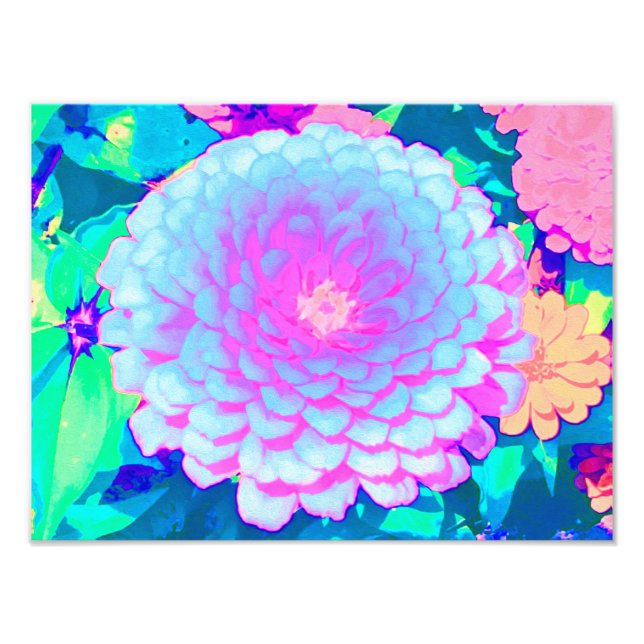 Pretty Purple and Pink Zinnia in the Summer Garden Photo Print (Front)