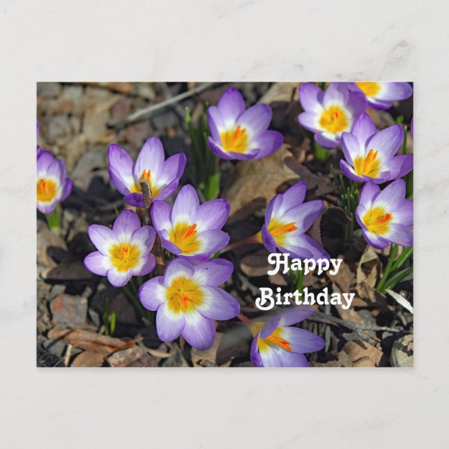 Pretty Purple Crocus Floral Photo Birthday Postcard (Front)