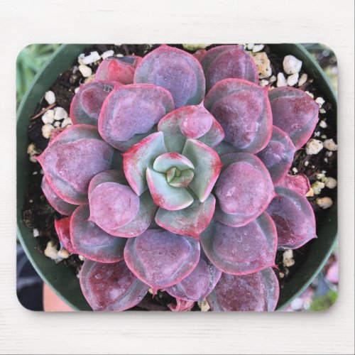 Pretty Purple Echeveria Raindrops Succulent Mouse Pad