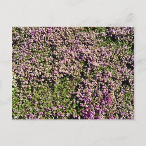 Pretty Purple Flowers in Ground Cover Postcard
