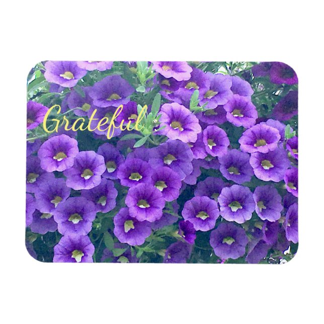 Pretty Purple Gratitude Petunia Magnet (Horizontal)