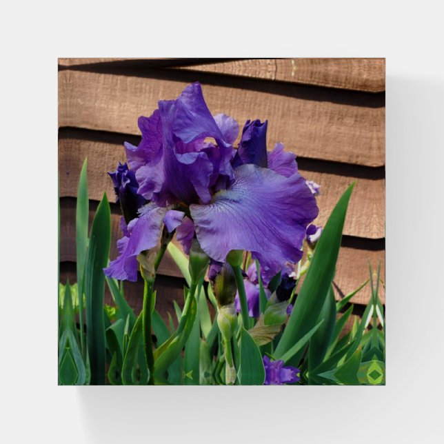 Pretty Purple Iris Floral Paperweight (Front)