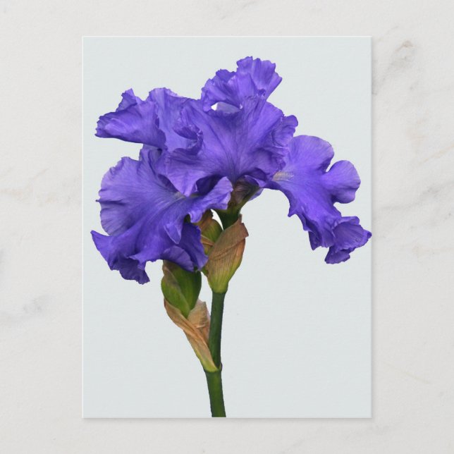 Pretty Purple Iris Floral Photo Postcard (Front)