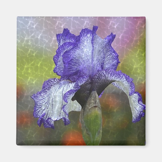 Pretty Purple  Iris Magnet (Front)