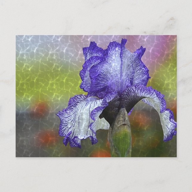 Pretty Purple Iris Postcard (Front)