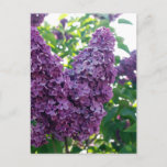 Pretty Purple Lilacs Postcard
