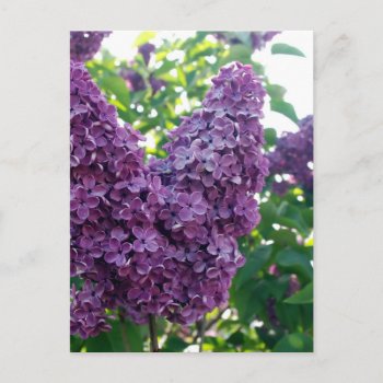 Pretty Purple Lilacs Postcard by PerennialGardens at Zazzle