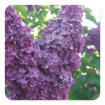 Pretty Purple Lilacs Square Sticker