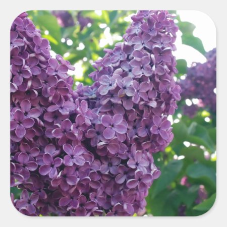 Pretty Purple Lilacs Square Sticker