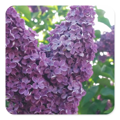 Pretty Purple Lilacs Square Sticker