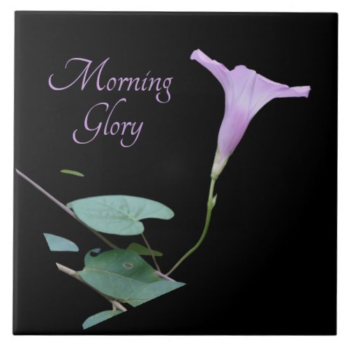 Pretty purple morning glory on black  ceramic tile