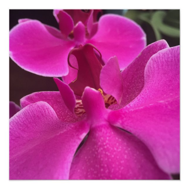 pretty purple orchid photo poster (Front)