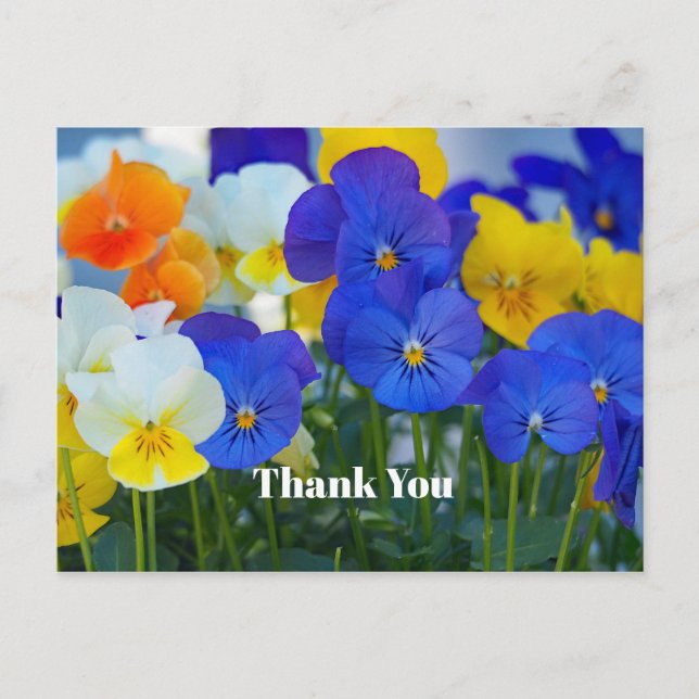 Pretty Purple Pansies Floral Photo Thank You Postcard (Front)