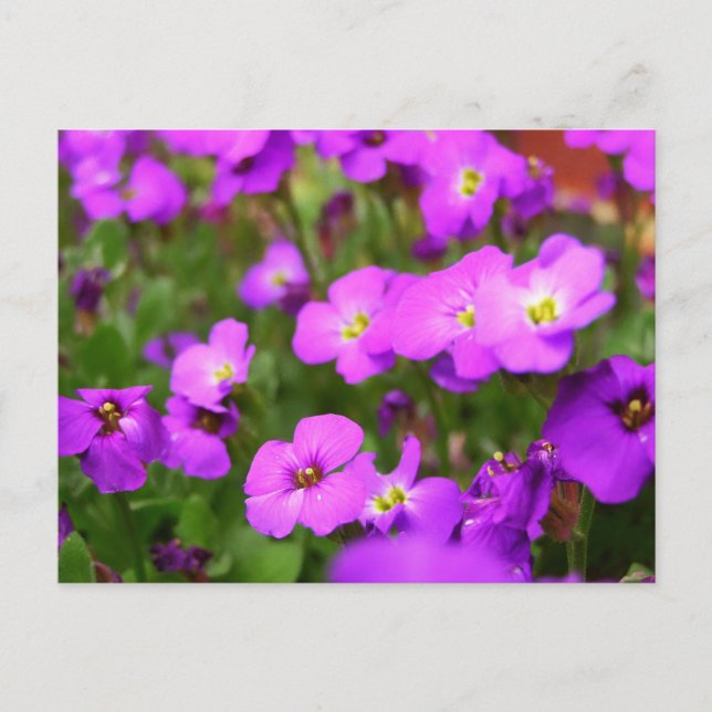 Pretty Purple Pansies Flower Postcard (Front)