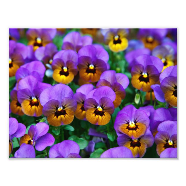 Pretty Purple Pansies Photo Print (Front)