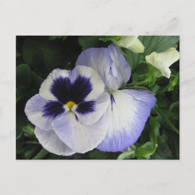 Pretty Purple Pansy Flowers Postcard (Front)
