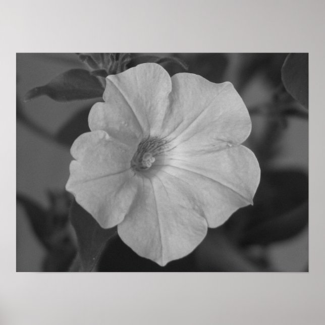 Pretty Purple Petunia Poster (Front)