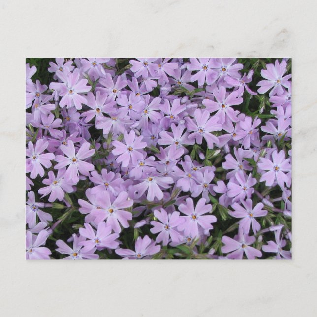 Pretty Purple Phlox Postcard (Front)