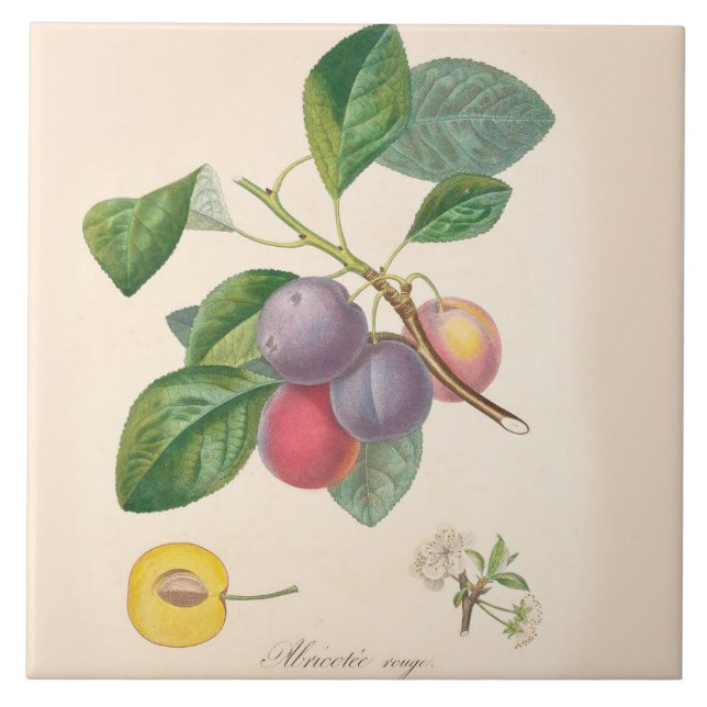Pretty Purple Plums, Ceramic Tile, French Accent Tile (Front)