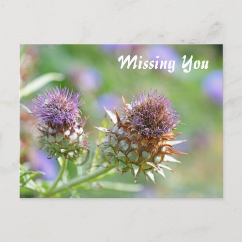 Pretty Purple Thistle Garden Flower Photo  Postcard