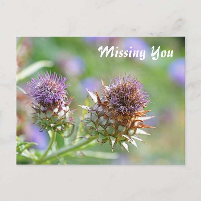 Pretty Purple Thistle Garden Flower Photo  Postcard (Front)