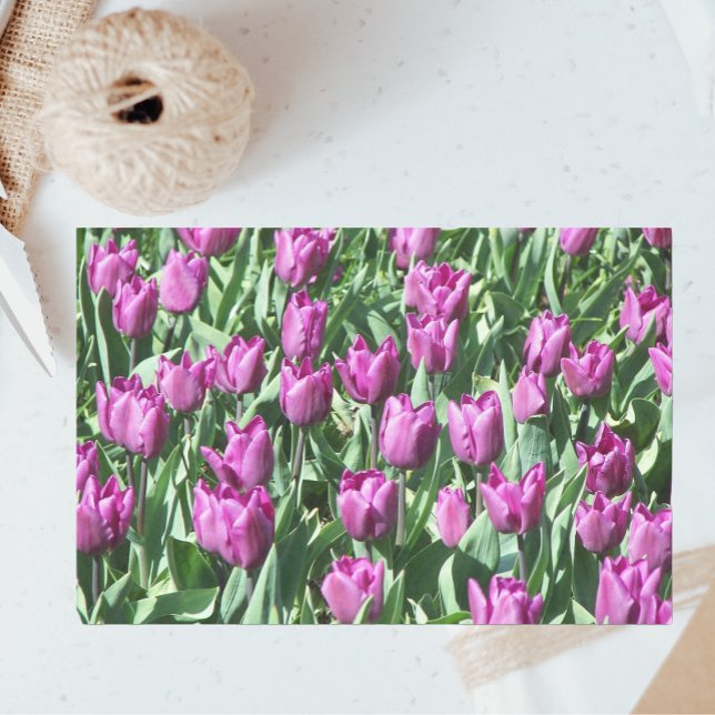 Pretty Purple Tulips Floral Tissue Paper (In Situ)